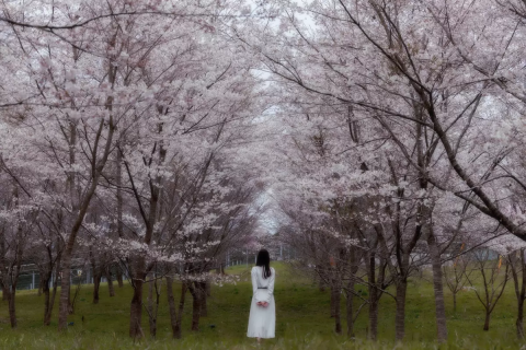 Enjoy the cherry blossoms until late April! The spectacular double