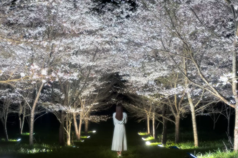 Enjoy the cherry blossoms until late April! The spectacular double