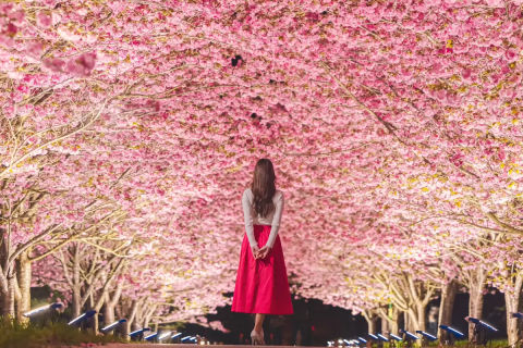 Enjoy the cherry blossoms until late April! The spectacular double