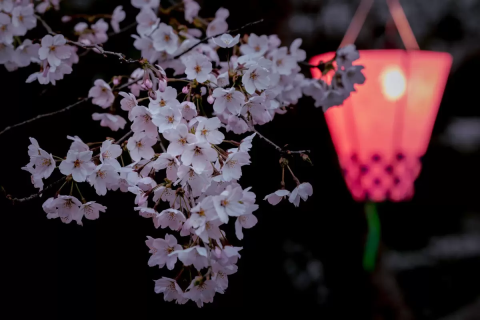 Enjoy the cherry blossoms until late April! The spectacular double