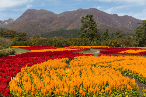 大分観光で必ず訪れたい！絶景の花畑くじゅう花公園とは - 日本の観光