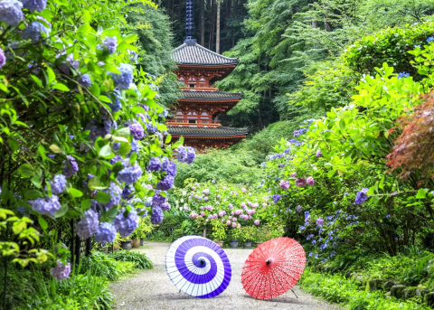さとです。紫陽花  3点 花さんぽ♯66 瀬田四丁目旧小坂緑地の紫陽花 - futakoloco