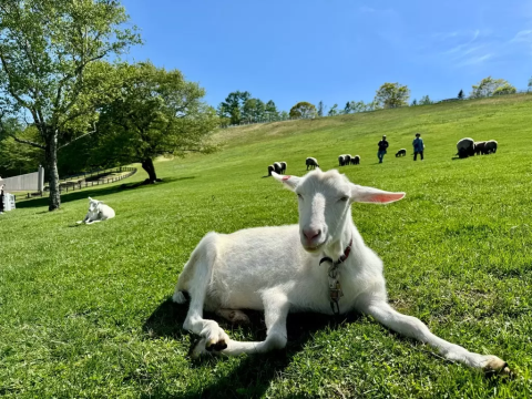 リーメント 牧場図鑑 のんびり牧場ライフ 食玩王国オフィシャルウェブサイト 地球まるごと動物図鑑のんびり牧場