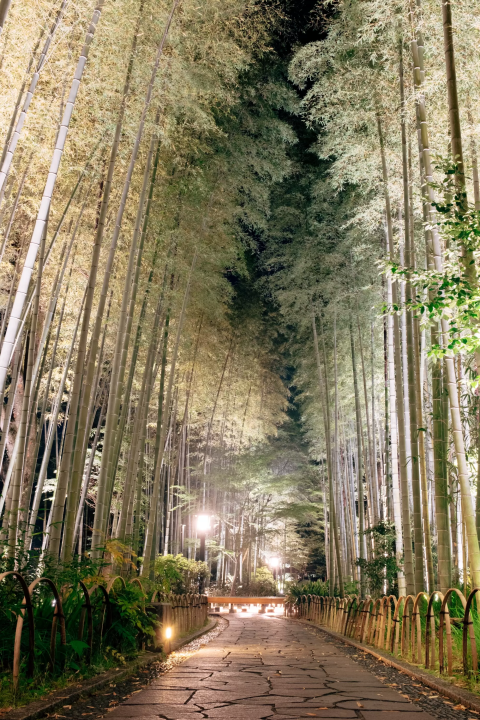Bamboo Forest Path Shizuoka