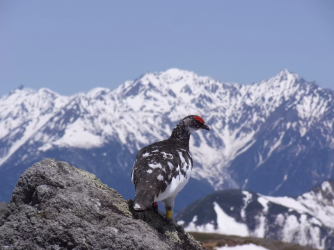 Enter the world at an altitude of 3,026m - the charm of Mount