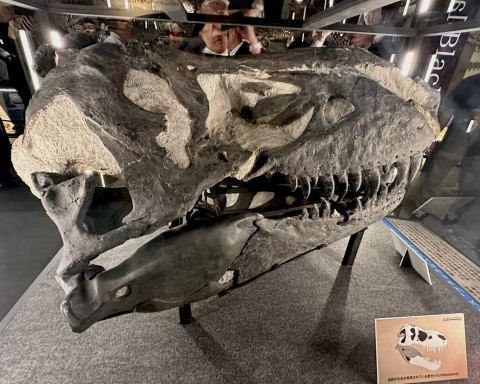 見逃せない！福井県立恐竜博物館の特別展に感動！ - 日本の観光