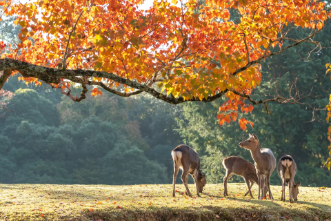 奈良公園鹿群與秋季紅葉