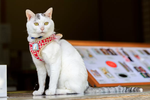 リアルまねき猫に会える真庭市の「木山神社」。かわいい御朱印も