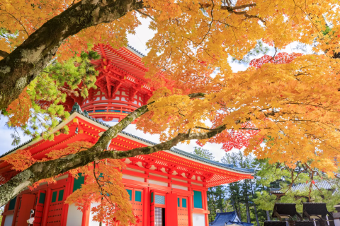 高野山壇上伽藍與紅葉