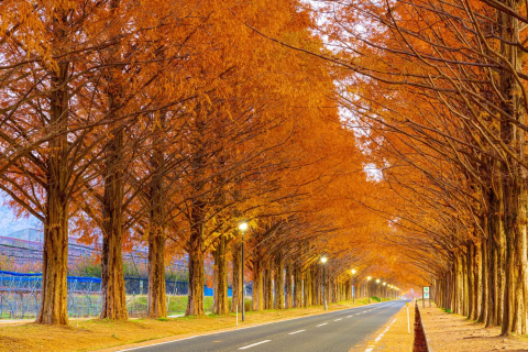 染成磚紅色的水杉林蔭大道