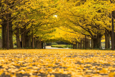 スード・エコー　Autumnal Park Live 2025.10.5 久屋大通公園 『ZIP-FM 32nd ANNIVERSARY ZIP AUTUMN