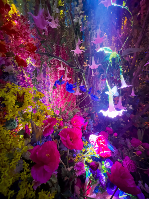 2025年「蜷川実花展」が京セラ美術館で開催。入場料、会場の最寄り駅