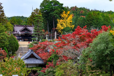 Okayama's hidden gem for autumn foliage! Take stunning photos at