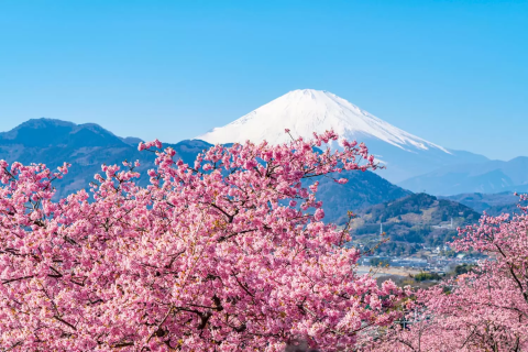 2025】関東お花見スポット10選！桜名所の見ごろやドライブ情報も