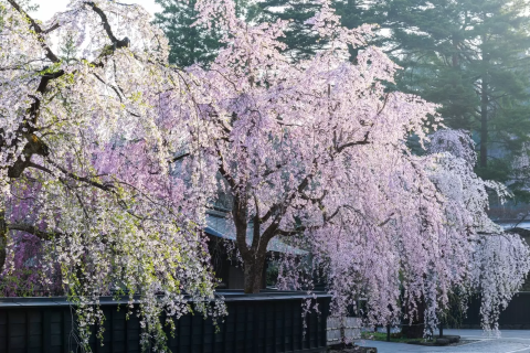 2025】角館の桜の見頃はいつ？見どころやアクセスもあわせて解説