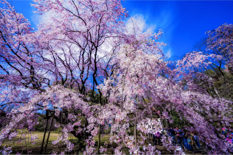 2025】東京・六義園の桜が3/22～30に夜間特別鑑賞！圧巻のしだれ桜や