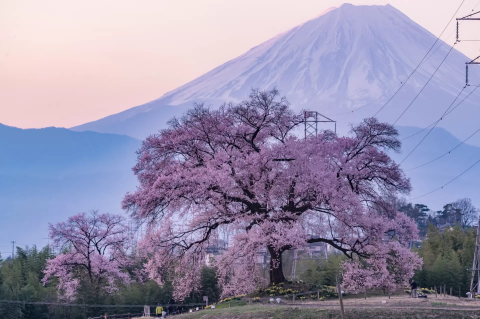 2025】わに塚の桜の見頃はいつ？ライトアップや富士山と一緒に