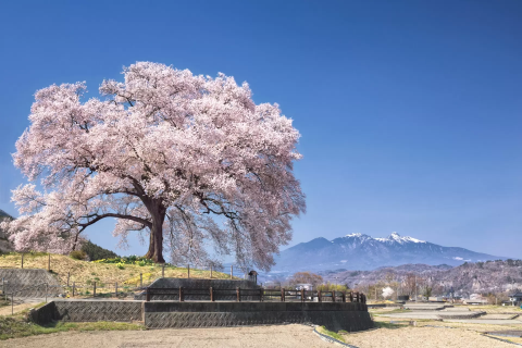 2025】わに塚の桜の見頃はいつ？ライトアップや富士山と一緒に