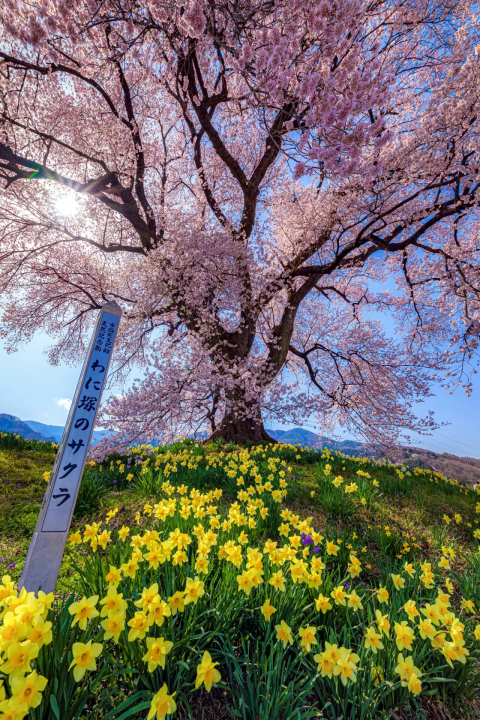 2025】わに塚の桜の見頃はいつ？ライトアップや富士山と一緒に