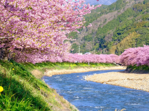 To be held in 2025] Experience Kawazu cherry blossoms at Izu