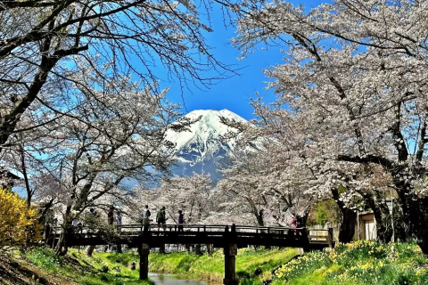A convenient taxi tour around famous cherry blossom spots at