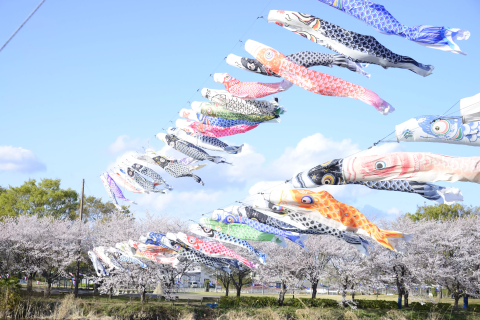 ここにしかない絶景を見に行こう 館林さくらとこいのぼりの里まつり