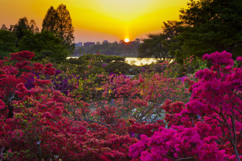 2025 Tatebayashi Azalea Festival] Be amazed by the world's
