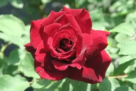 Tokyo Rose Festival 2025: Spring Flowers, Live Music & Photo Spots