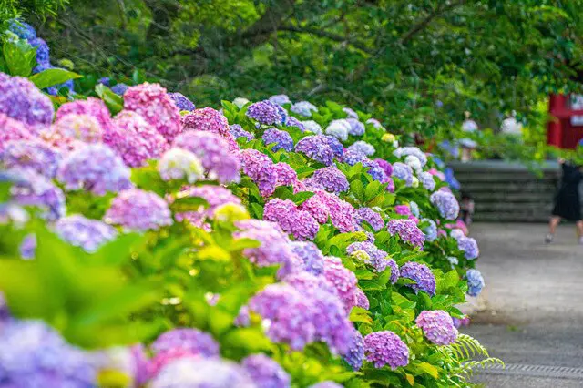 鎌倉完全ガイド！観光スポット20選、カフェ、グルメ、イベント、移動手段など