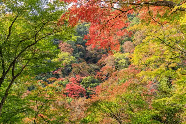 Hướng dẫn đầy đủ về du lịch Osaka. Giới thiệu các khu vực, 40 địa điểm thăm quan, các món ăn ngon, phương tiện di chuyển 