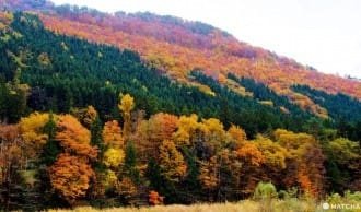 【秋季赏红特集】精选东北地区七处红叶名胜,让您抢先目睹红叶之美