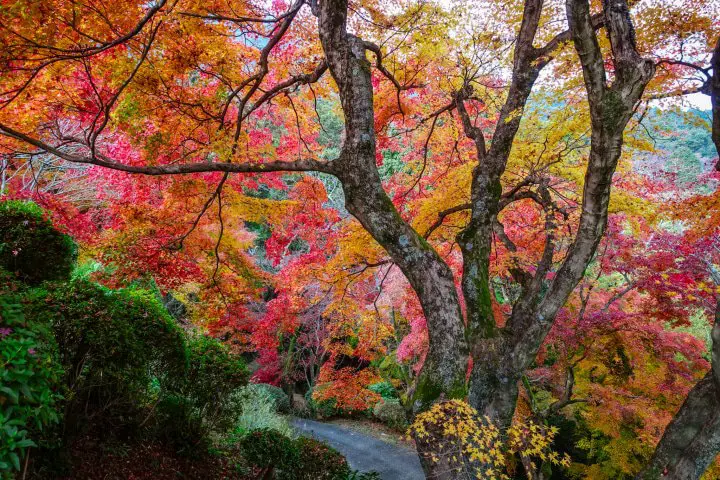 ต้องมาเยือนให้ได้สักครั้งในชีวิต! “ศาลเจ้าโคโตฮิรางู” จ.คากาวะ