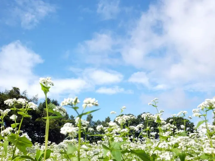 【日本荞麦面完全指南】吃货有福了！为您介绍享用方式，种类，价格，推荐店家等