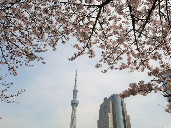 【日本旅游必读】一年四季！关于东京气温与服装的温馨提示
