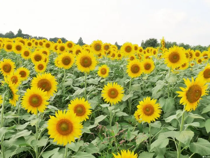 【日本旅游必读】一年四季！关于东京气温与服装的温馨提示