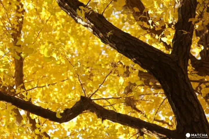 【日本旅游必读】一年四季！关于东京气温与服装的温馨提示