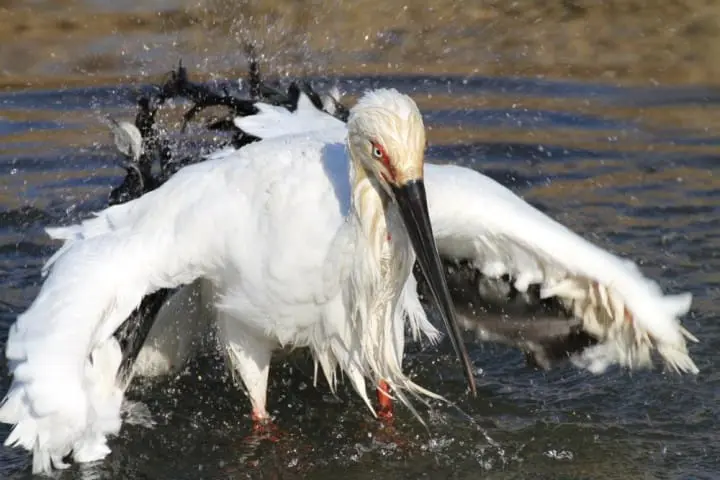 The Go-To Guide for Ueno Park: Key Attractions and Seasonal Experiences