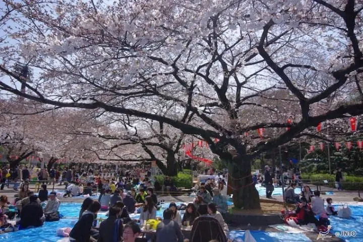 The Go-To Guide for Ueno Park: Key Attractions and Seasonal Experiences