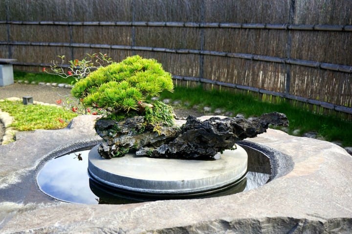 Discover The True Beauty of Bonsai at Omiya Bonsai Art Museum
