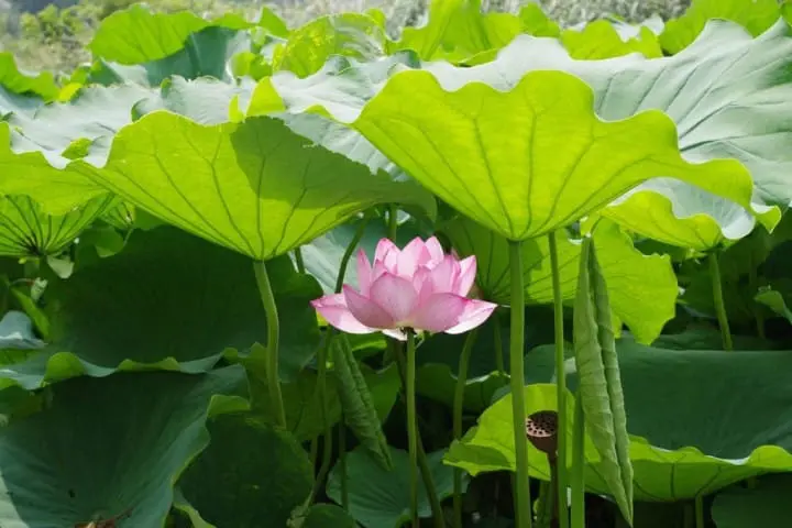 The Go-To Guide for Ueno Park: Key Attractions and Seasonal Experiences