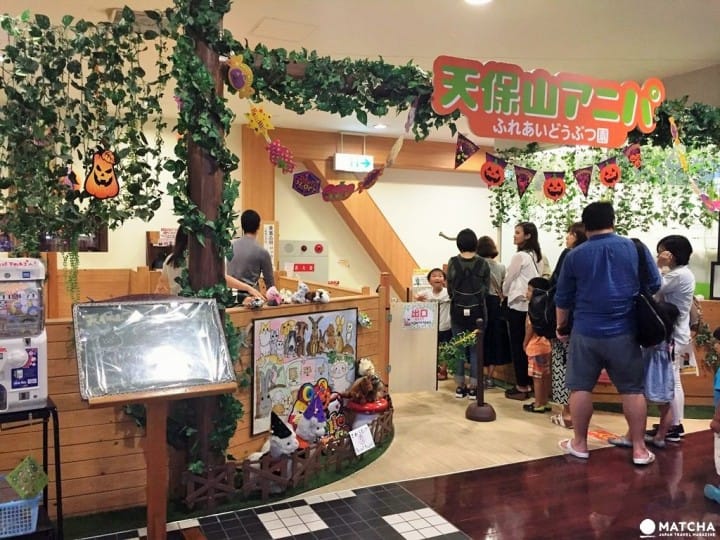 【大阪】超療癒「天保山室內動物園」羊駝水豚伴身邊
