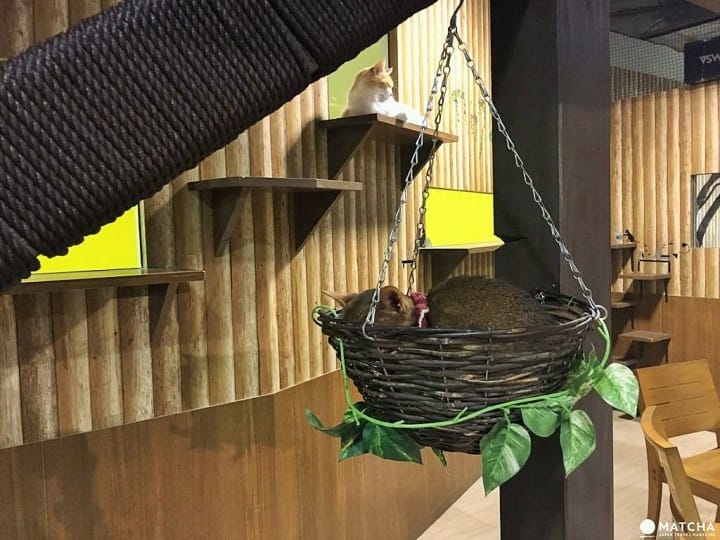 【大阪】超療癒「天保山室內動物園」羊駝水豚伴身邊