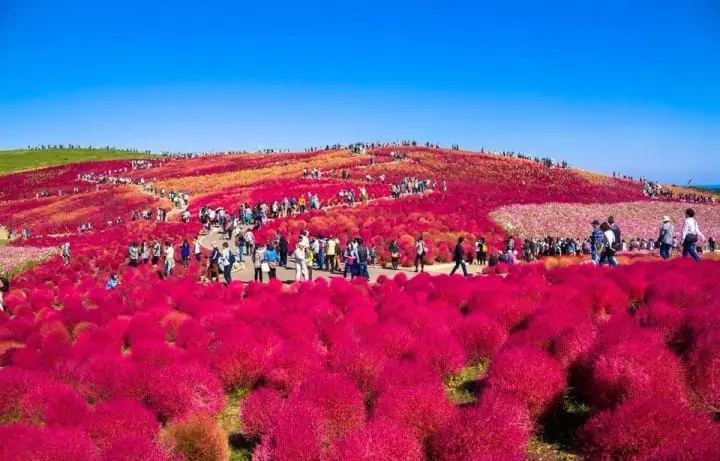 冤枉啊！拯救2016年日本全国都道府县魅力排行榜倒数五名县市特辑