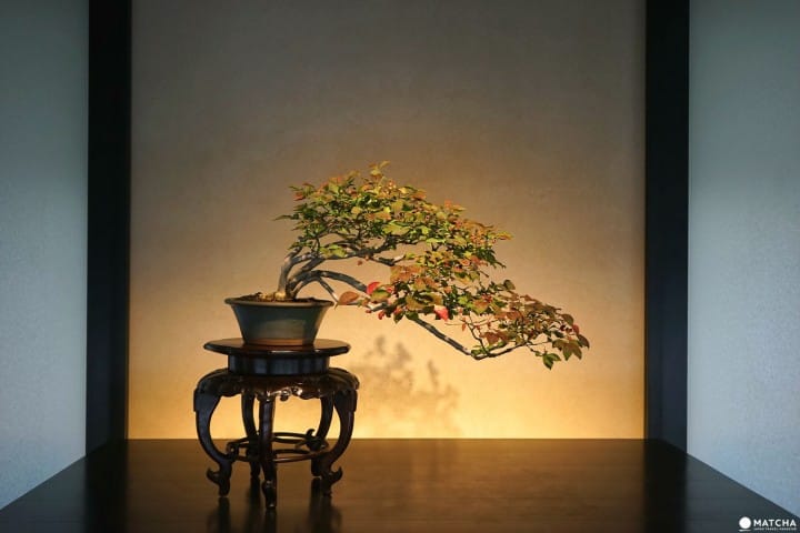 Musée d'art Omiya Bonsai