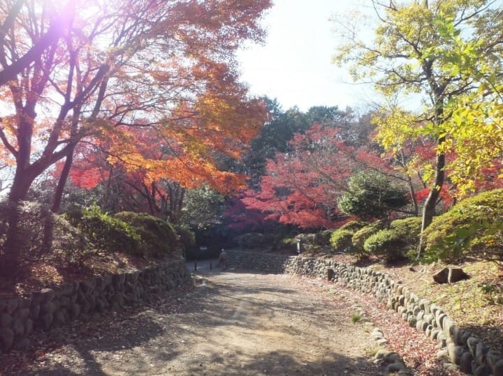 4 địa điểm ngắm lá đỏ ở Kamakura (Tsurugaoka Hachimangu, Công viên Genjiyama, Chùa Meigetsuin, Chùa Hasedera)