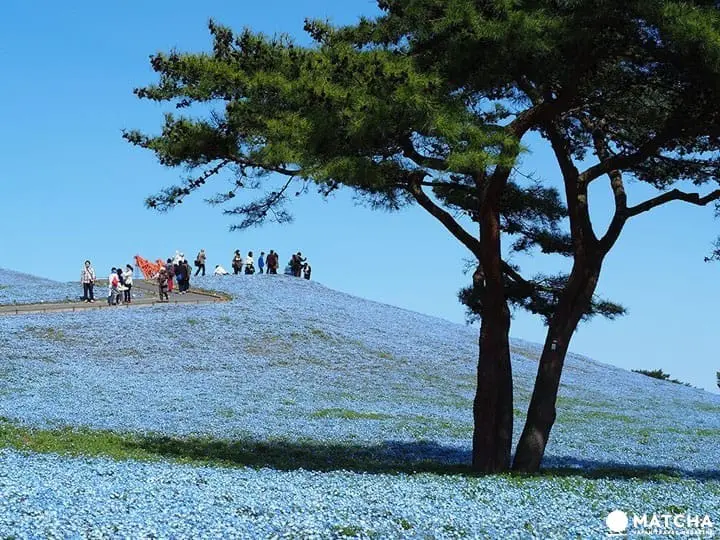 一日遊超簡單！東京近郊推薦景點總整理