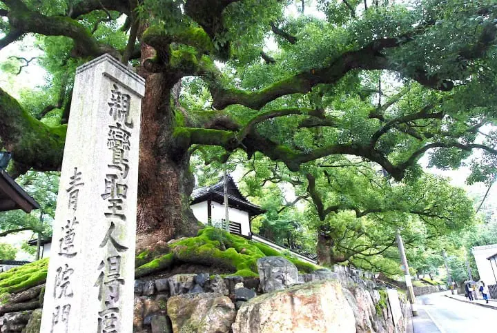 【京都】繪上生命讚歌滿是禪意的青蓮院門跡