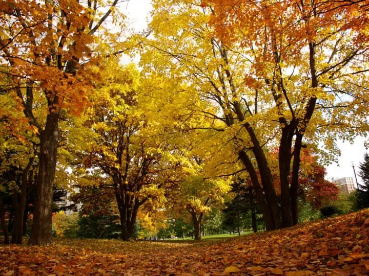 札幌の天気の特徴は？旅行前に知っておきたいポイントとおすすめの観光地を紹介