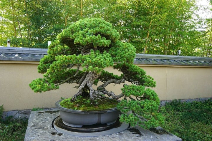 Musée d'art Omiya Bonsai