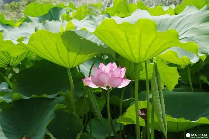 Ueno Travel Guide: Sightseeing Spots, Access, Food, and More!